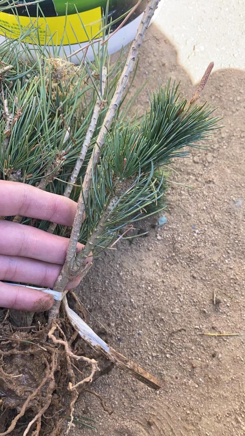 [五针松批发]山东日照东港区松树 4.50元/棵五针松 _ 一亩田