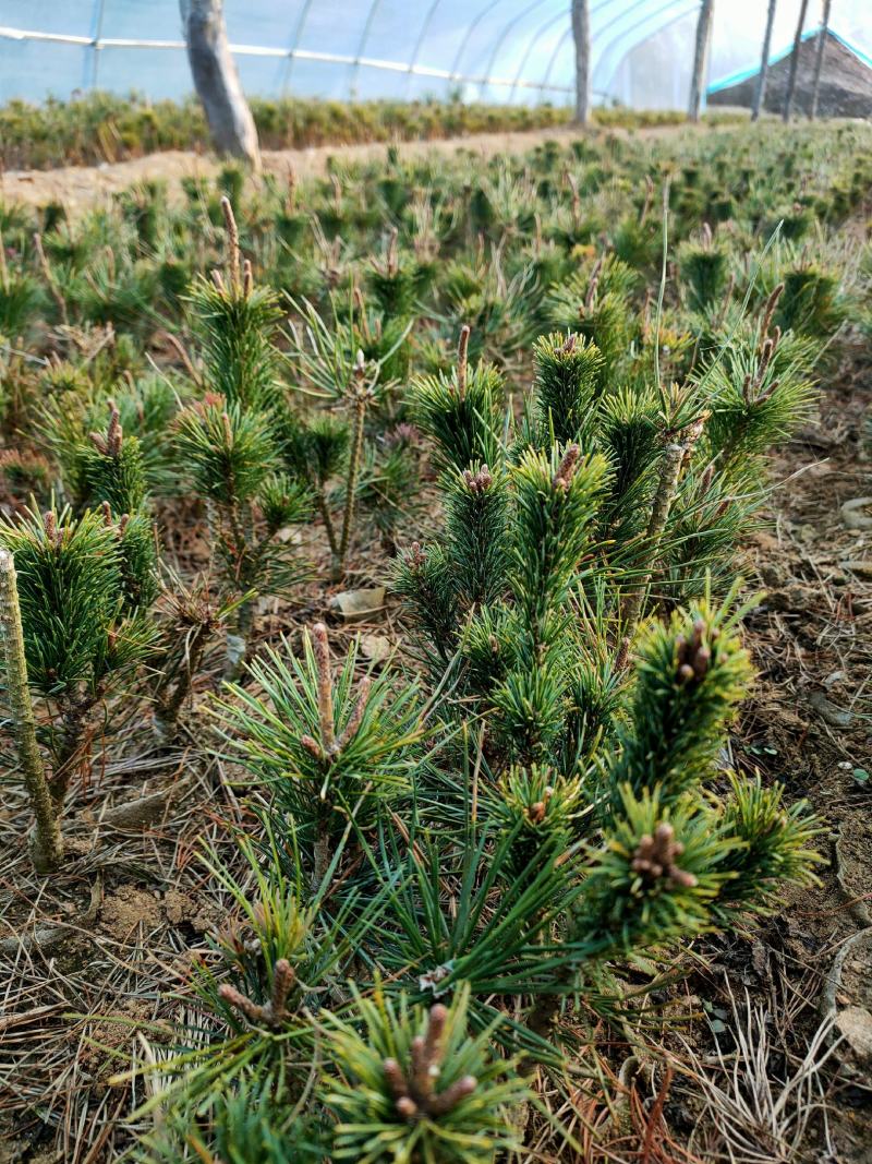 [五针松批发]山东日照东港区松树 4.50元/棵五针松 _ 一亩田