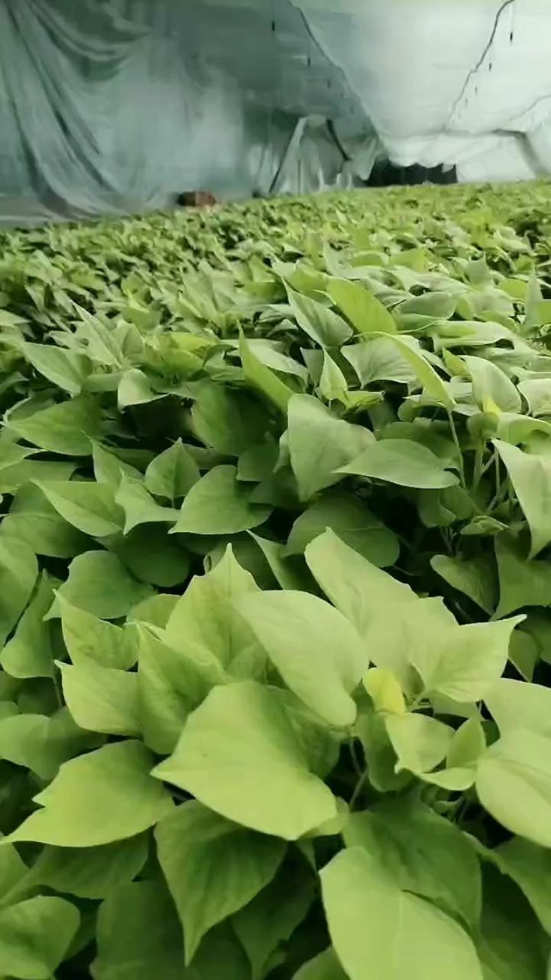 2022脱毒洛薯13高淀粉红薯苗  保证成活率  农科所