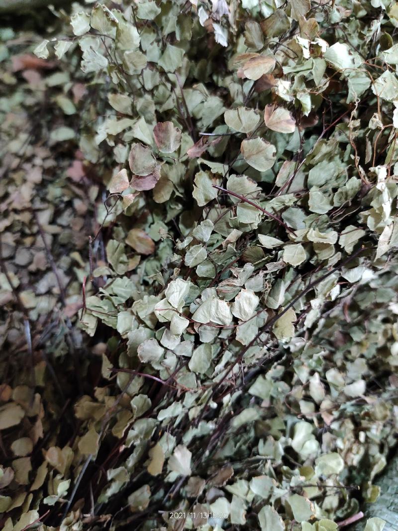 广西中草药鱼鳞草 猪鬓草 冷背中草药