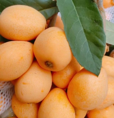 [云霄枇杷批发]福建云霄枇杷价格15.00元/斤 - 一亩田