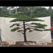 造型松