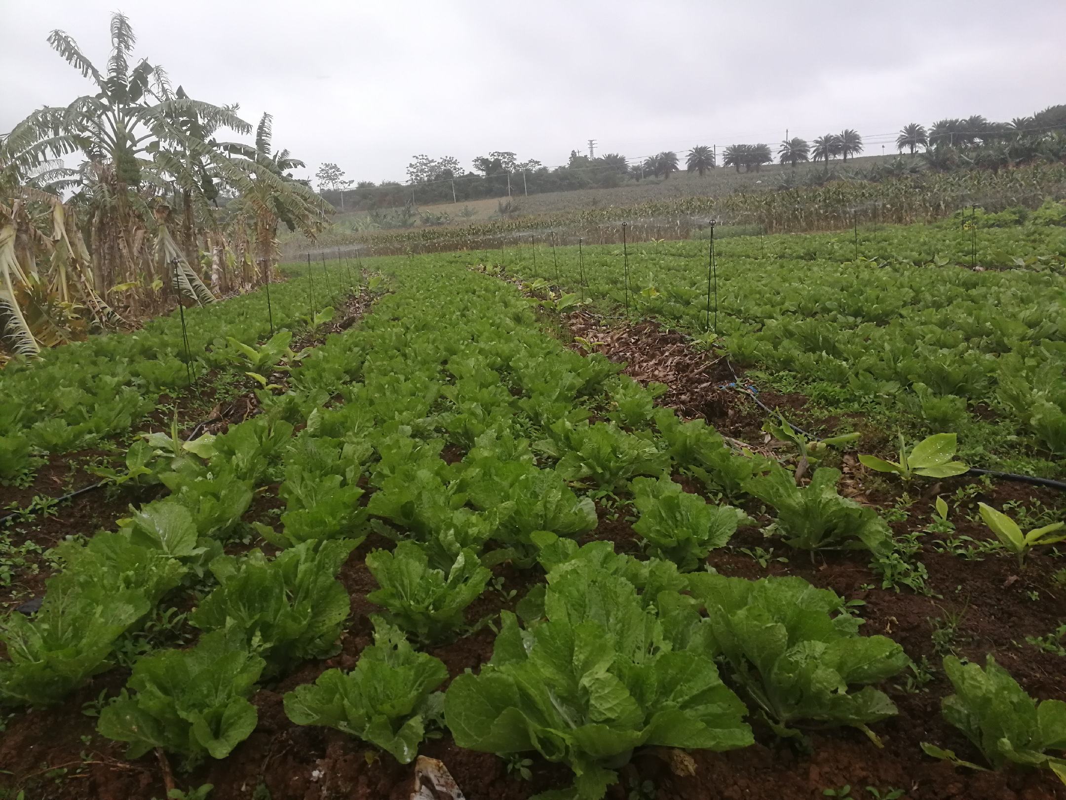 老挝香蕉基地的种植园航拍图