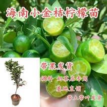 海南小柠檬树苗嫁接小青桔四季金桔苗当年结果室内盆栽果树带