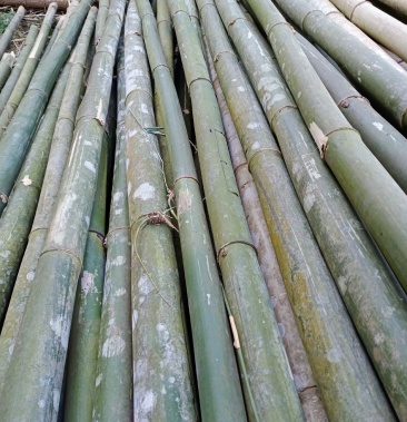 [竹子批发]云南黑竹子价格15.00元/棵 - 一亩田