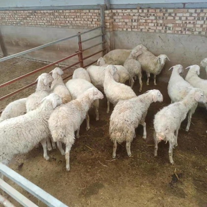 杭州湖羊产地行情