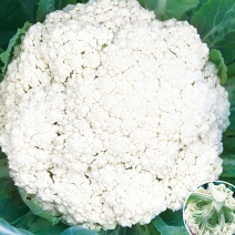 花菜种子有机花菜种子花椰菜高产耐热抗寒春夏秋三季蔬菜种孑