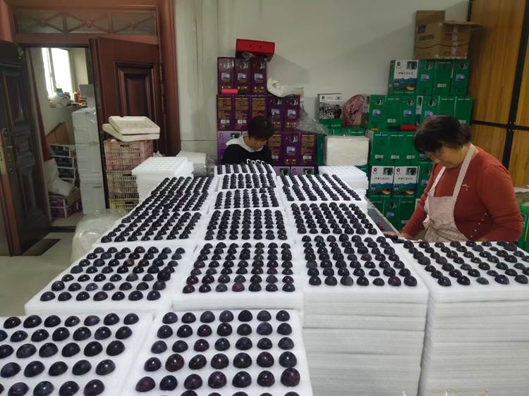 户太八号葡萄在实验室进行品质检测