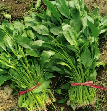 乐亭冷棚杆菠菜直立性好叶片油绿干净净根小捆菠菜