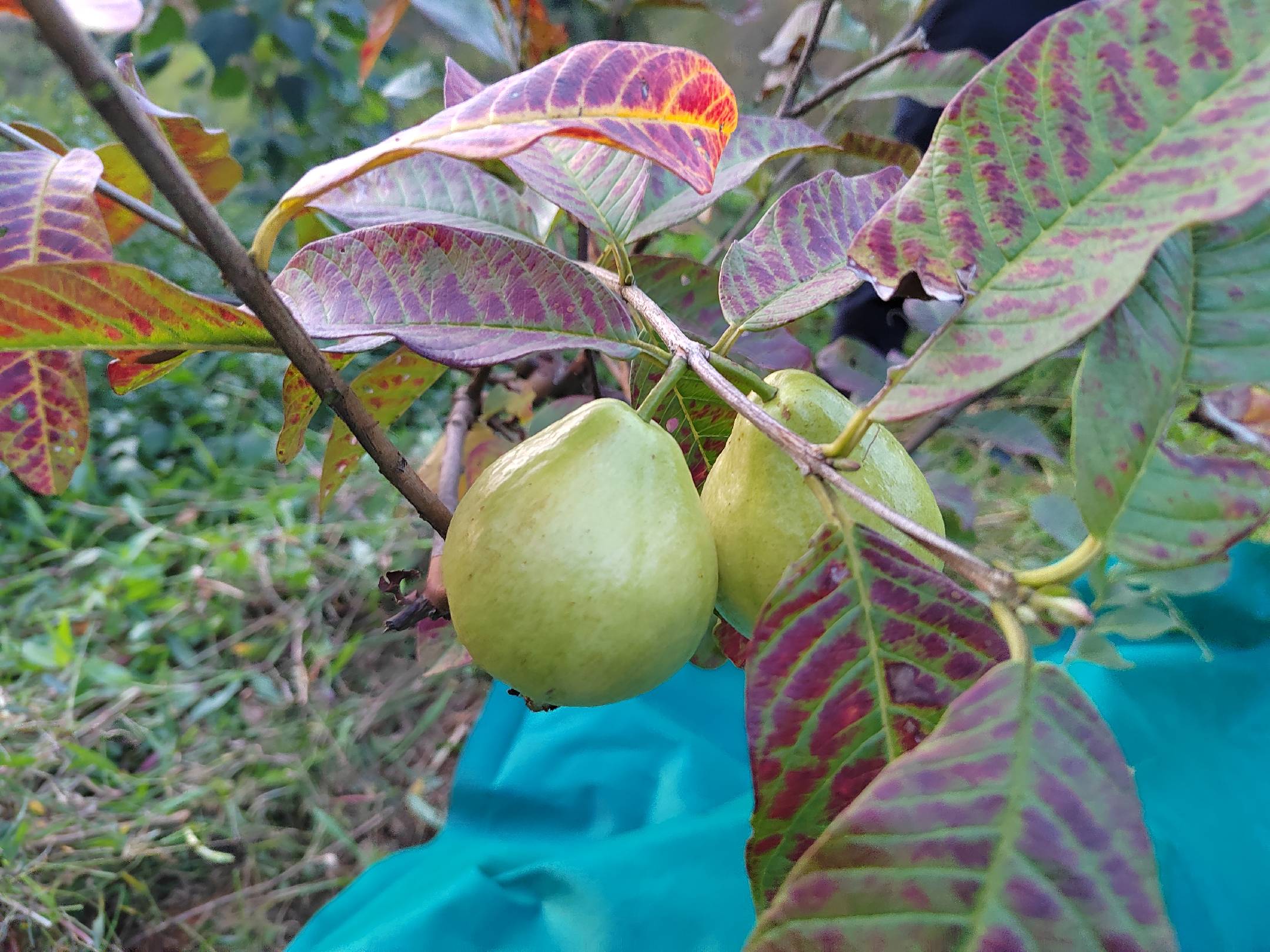 金秋红蜜桃花果对比图