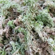 四川大凉山高海拔地区特粗的水苔现釆现发