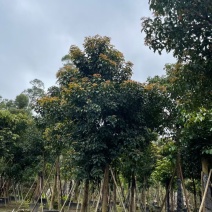 秋枫15公分百亩基地低价自销