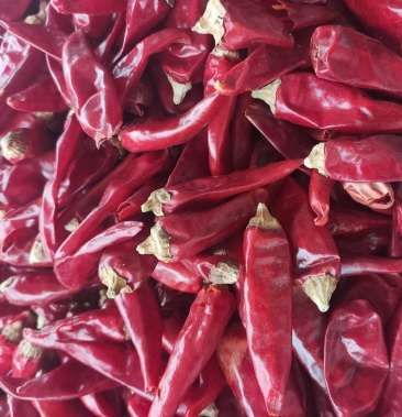 新疆石柱红3号辣椒王子弹头香辣干货脱帽去把