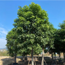 秋枫12公分百亩基地自产自销