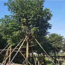 秋枫大量10公分百亩基地自产自销