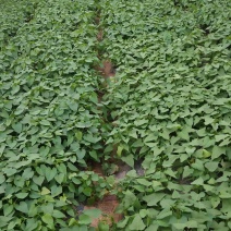 野菜薯尖