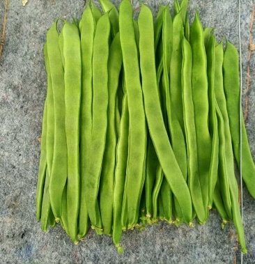 商河大扁芸豆大量上市