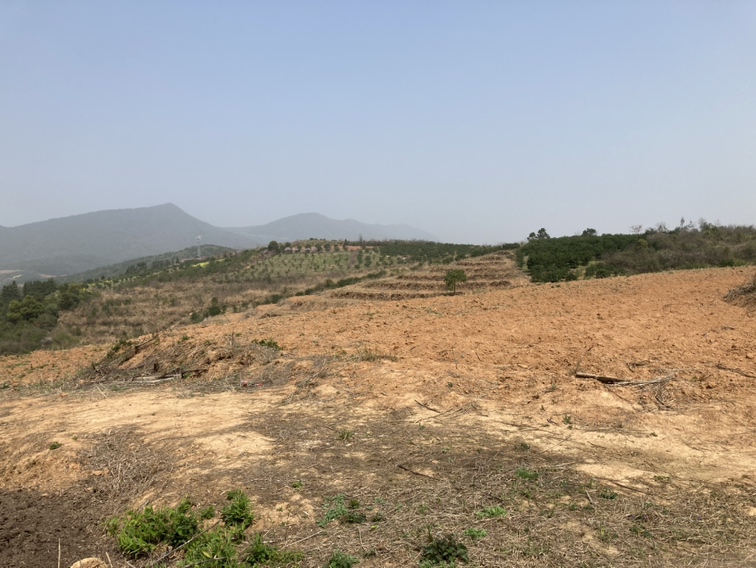 山地竹林梯级种植布局示意图