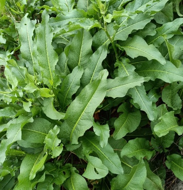 [土大黄批发]新鲜野生土大黄价格20.00元/斤 - 一亩田