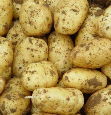 00元/斤 - 一亩田