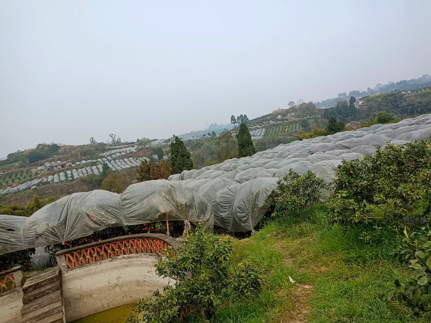 俯视角度拍摄的大型青见柑桔种植园,整齐排列的果树形成规则的种植带,绿色植被覆盖山坡,部分果树已挂满成熟果实,田间道路清晰可见,远处有农业管理用房和滴灌设施,展现现代化果园管理模式 四川眉山青见柑桔种植园区航拍图