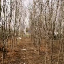 大量出售花椒树，杆粗度5分钟，高3米到4米，根部20公分