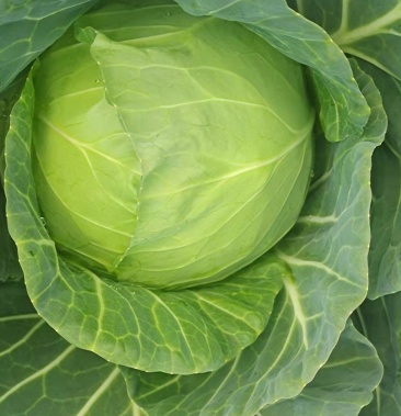 [甘蓝批发]精品甘榄价格0.50元/斤 - 一亩田