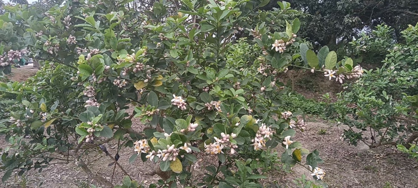 柠檬草与柠檬的植物对比图