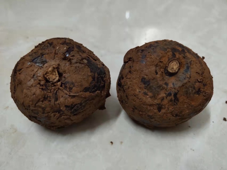 荸荠新鲜状态特写