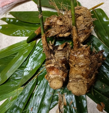 麻竹苗精品麻竹苗西牛麻竹笋苗竹子苗甜竹笋头成活率高