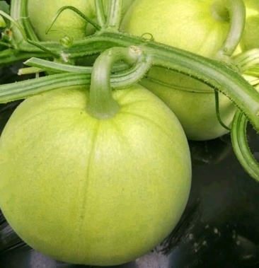 日本甜宝甜瓜种子薄皮香瓜种籽四季播种盆栽农家瓜果蔬菜种子