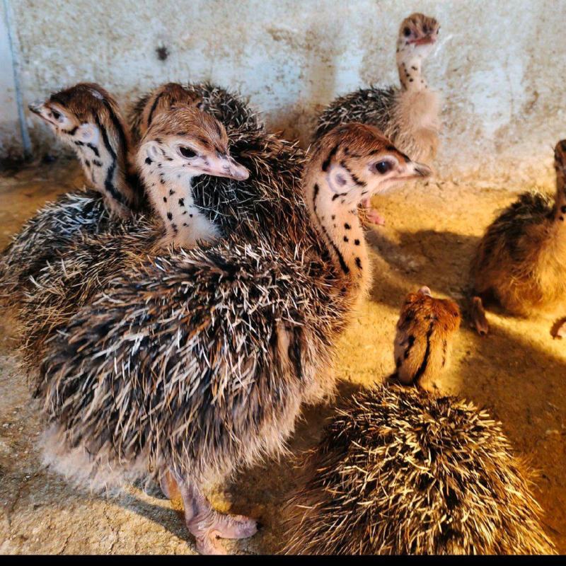 [鸵鸟苗批发]湖南益阳桃江县鸵鸟苗 100.00元/只鸵鸟苗批发 _ 一亩田