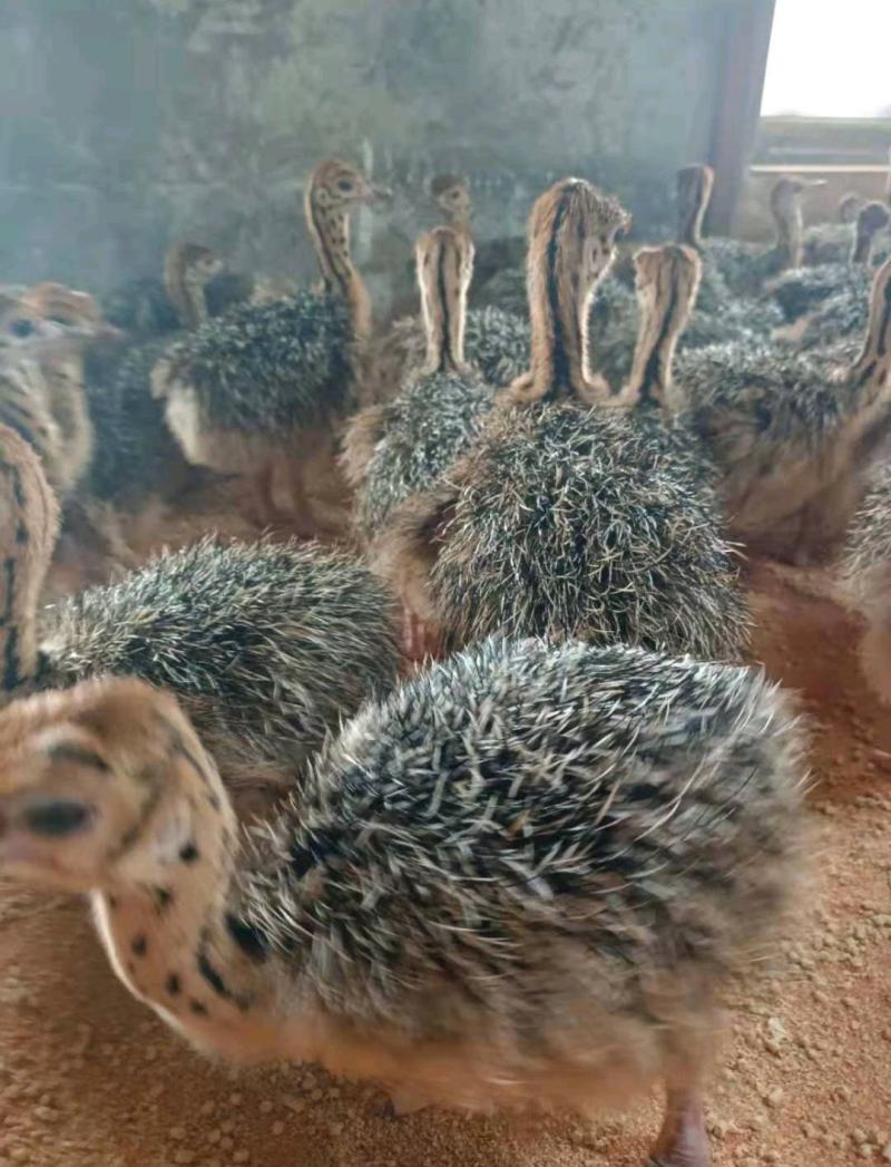 [鸵鸟苗批发]湖南益阳桃江县鸵鸟苗 100.00元/只鸵鸟苗批发 _ 一亩田