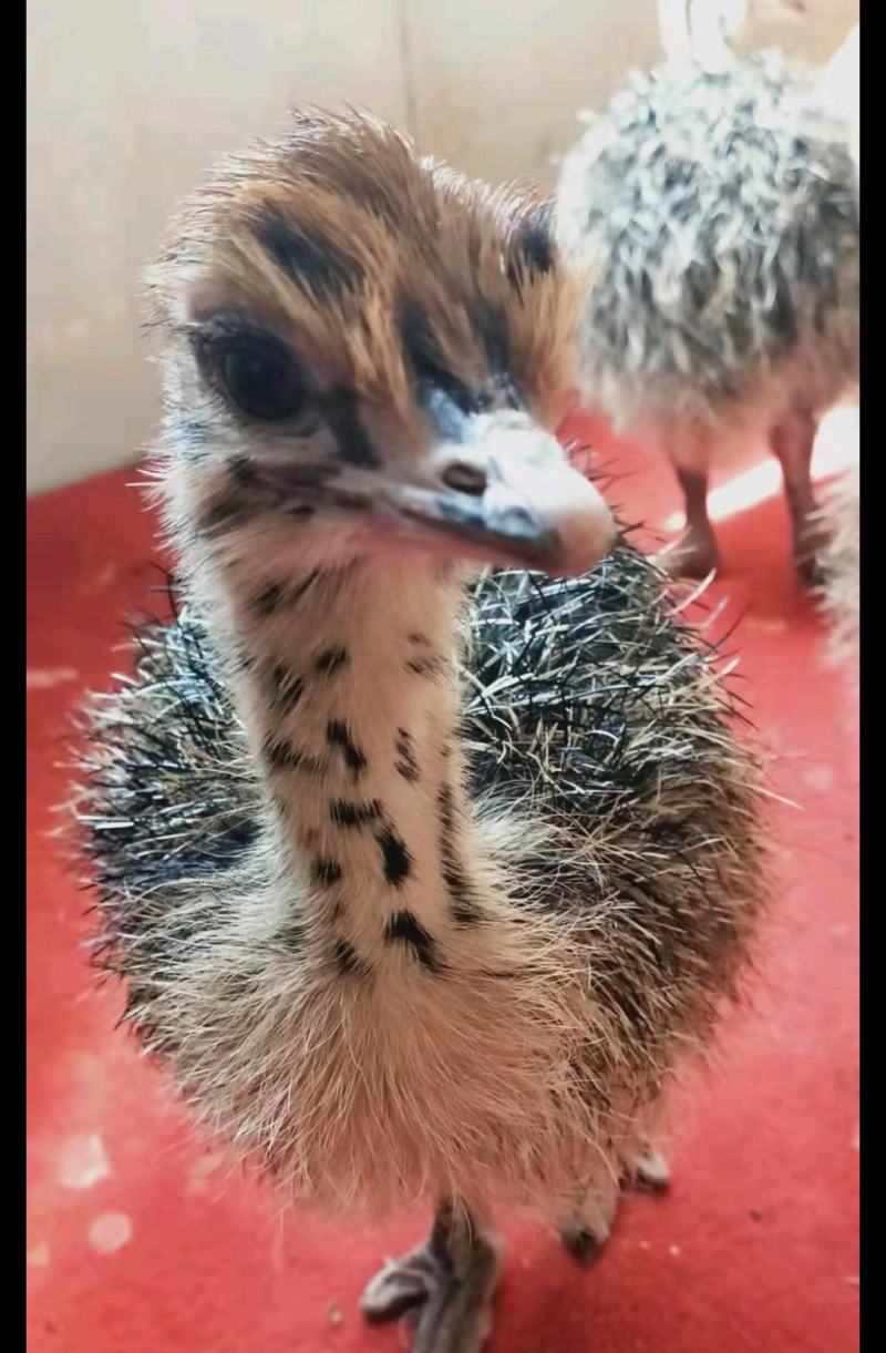 [鸵鸟苗批发]湖南益阳桃江县鸵鸟苗 100.00元/只鸵鸟苗批发 _ 一亩田