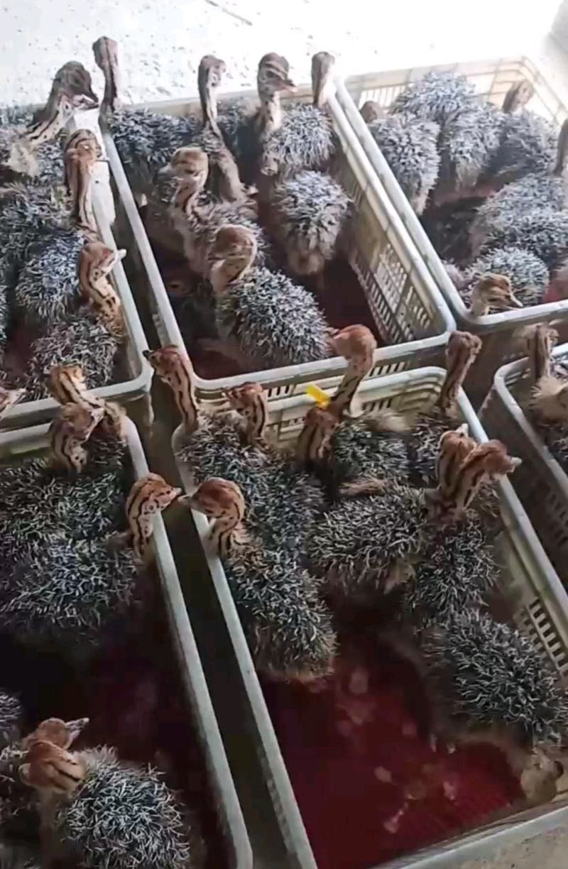 [鸵鸟苗批发]湖南益阳桃江县鸵鸟苗 100.00元/只鸵鸟苗批发 _ 一亩田