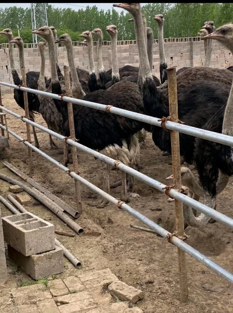 [鸵鸟苗批发]湖南益阳桃江县鸵鸟苗 100.00元/只鸵鸟苗批发 _ 一亩田