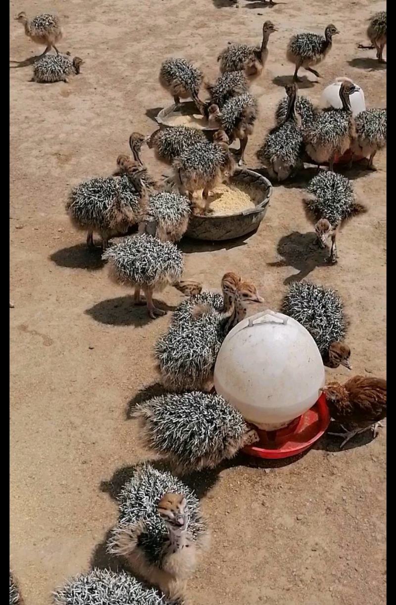 [鸵鸟苗批发]湖南益阳桃江县鸵鸟苗 100.00元/只鸵鸟苗批发 _ 一亩田