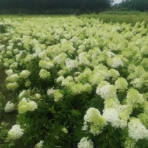 河北木绣球，河北木绣球基地50--80公分