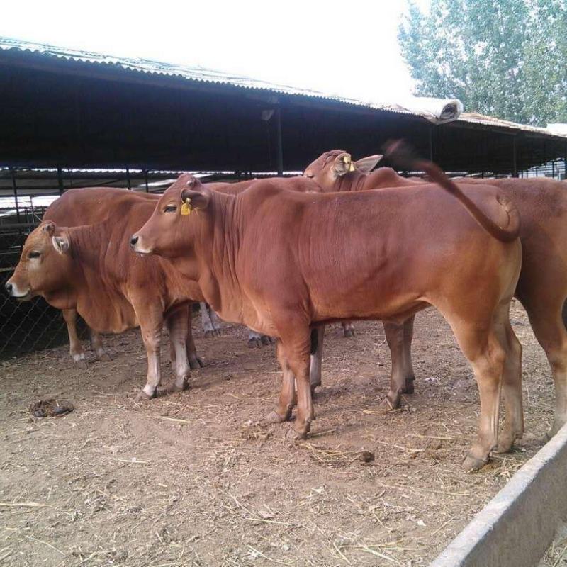 绵阳肉牛养殖全流程指南：从牛犊供应到育肥牛出售的实战经验