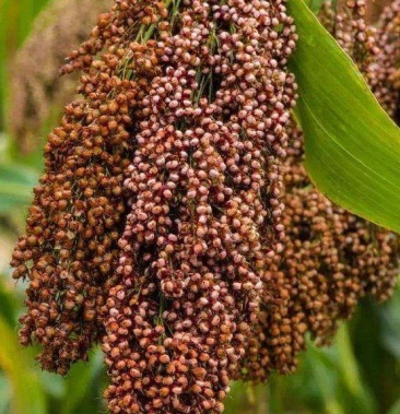 [红缨子高粱批发]贵州红缨子高粱酿酒专用糯高粱有机生态量大基地直供