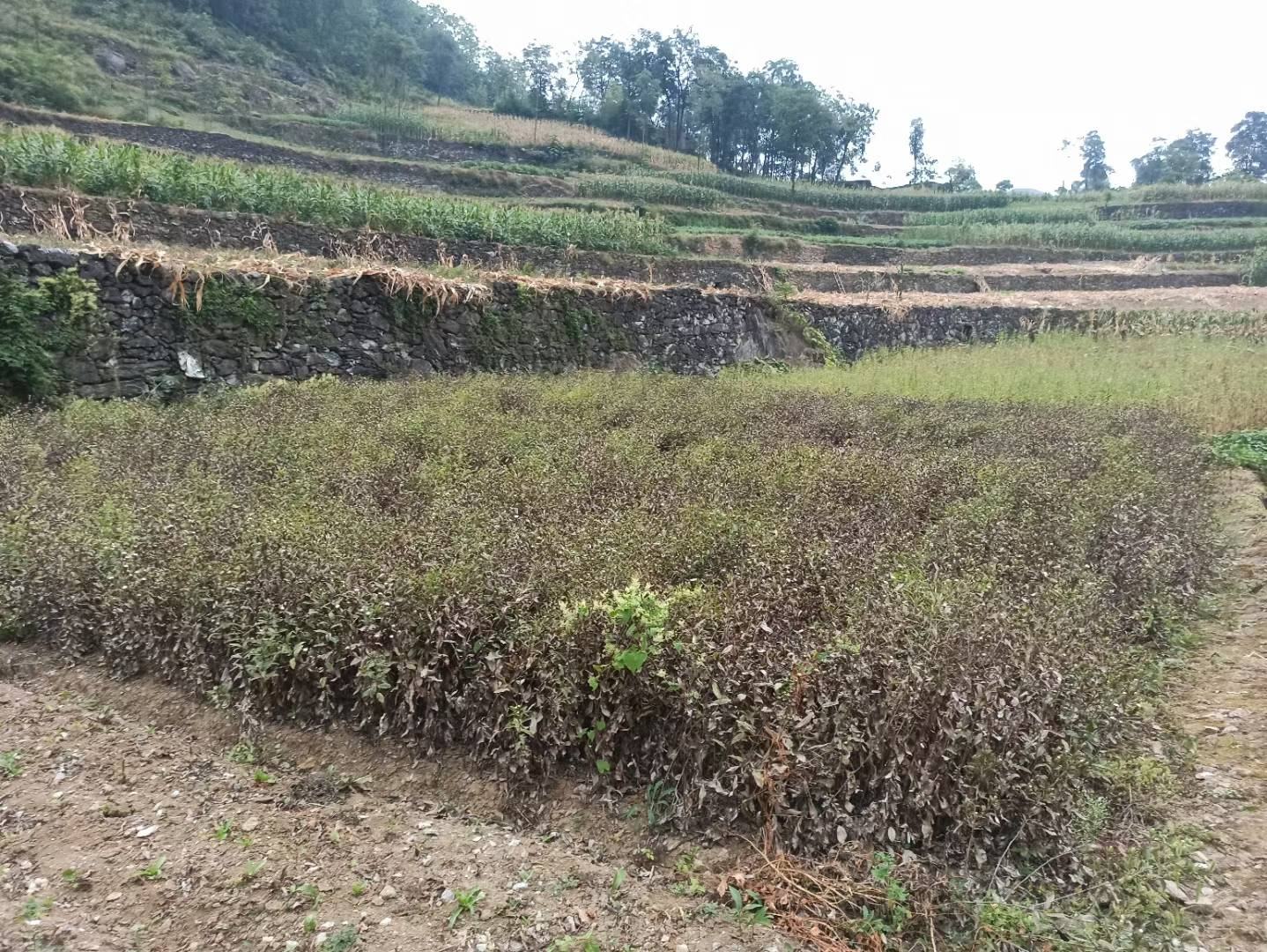 白术种植地实景图