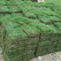 肇庆台湾草大叶油草兰引三号马尼拉