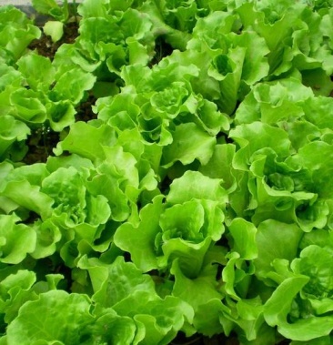 [生菜批发]高山生菜价格2.00元/斤 - 一亩田