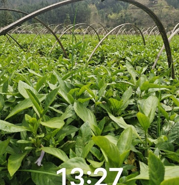 千万南板蓝根苗出售