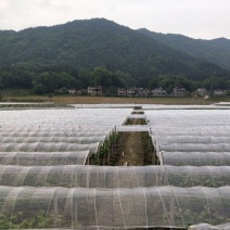 葡萄瓜果蔬菜避雨专用膜黑地膜白地膜拱棚膜银黑双色地膜