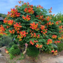 凌霄花苗盆栽爬藤植物攀爬树桩俄罗斯炮仗庭院阳台四季开花浓