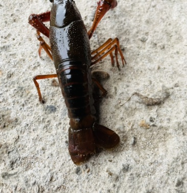 河南固始自家养殖的清水小龙虾好不好看地板就可以了