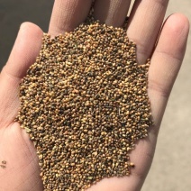 紫花地丁种子甜地丁苦地丁紫花地丁籽包芽率包邮