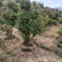 千年映山红原生老桩别墅庭院精品货