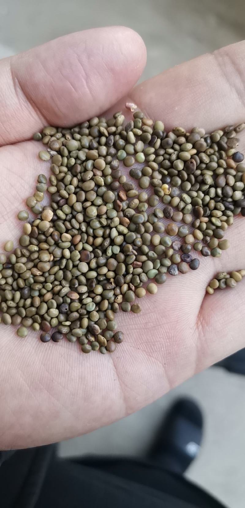 甘草种子 甘草籽 包芽率包邮 支持大货批发零售 线上交易